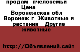 продам  пчелосемьи › Цена ­ 3 500 - Воронежская обл., Воронеж г. Животные и растения » Другие животные   